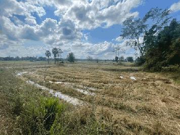 ขายที่ดินเป็นที่นา อ.นางรอง จ.บุรีรัมย์ โฉนดครุฑแดง จำนวน 4 ไร่ 40 ตร.ว. โทร 086-7777215